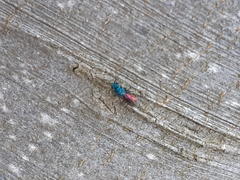 Chrysis terminata