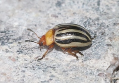 Zygogramma continua
