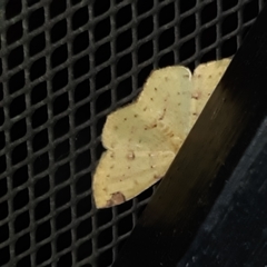 Periclina apricaria