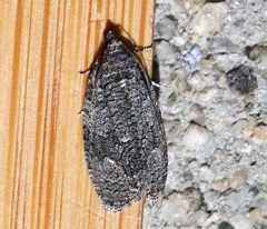 Apotomis removana