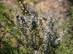 Phylica velutina