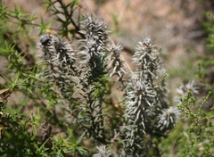 Phylica velutina