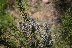 Phylica velutina