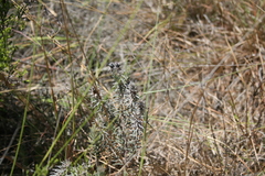 Phylica velutina