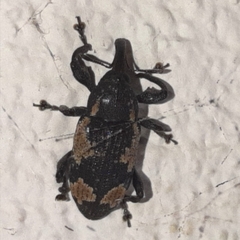 Heilipus albopictus