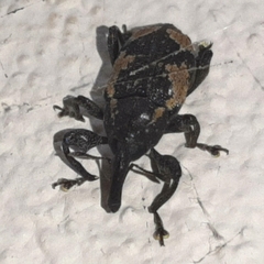 Heilipus albopictus