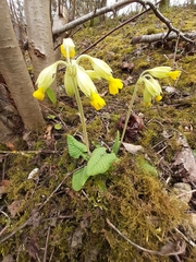 Primula veris