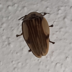 Aspisoma aegrotum