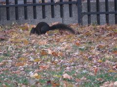 Sciurus carolinensis