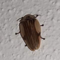 Aspisoma aegrotum