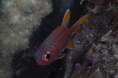 Myripristis violacea
