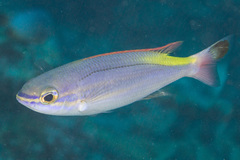 Yellow-Striped Whiptail photo 5
