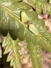 Woodwardia orientalis