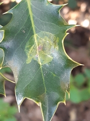 Phytomyza ilicis