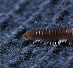 Cylindroiulus truncorum