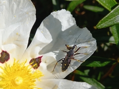 Rhynocoris cuspidatus