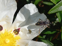 Rhynocoris cuspidatus