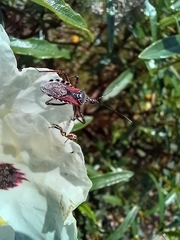 Rhynocoris cuspidatus