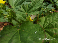 Euchrysops cnejus cnejus