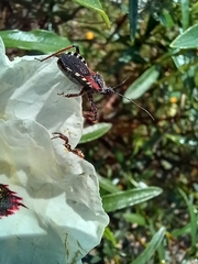 Rhynocoris cuspidatus