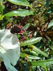 Rhynocoris cuspidatus