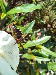 Rhynocoris cuspidatus