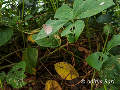 Euchrysops cnejus cnejus