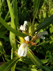Hygrophila
