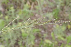 Eriochloa acuminata
