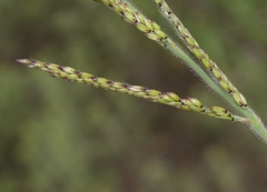 Eriochloa acuminata