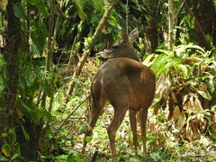 Odocoileus virginianus image