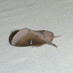 Syssphinx bicolor