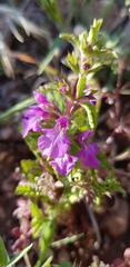 Stachys neurocalycina