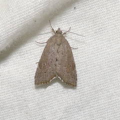 Cutina albopunctella