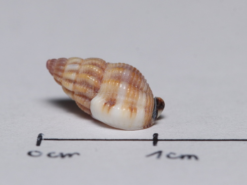 Thick-lipped Dogwhelk