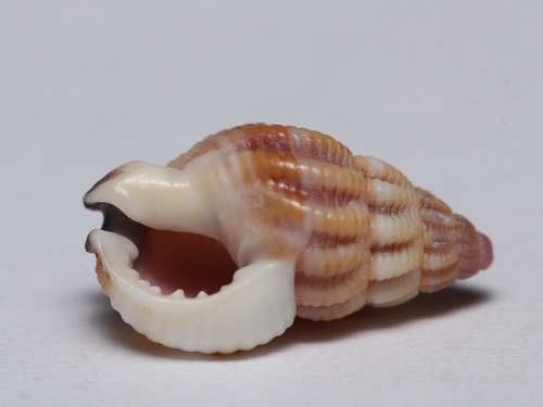Thick-lipped Dogwhelk