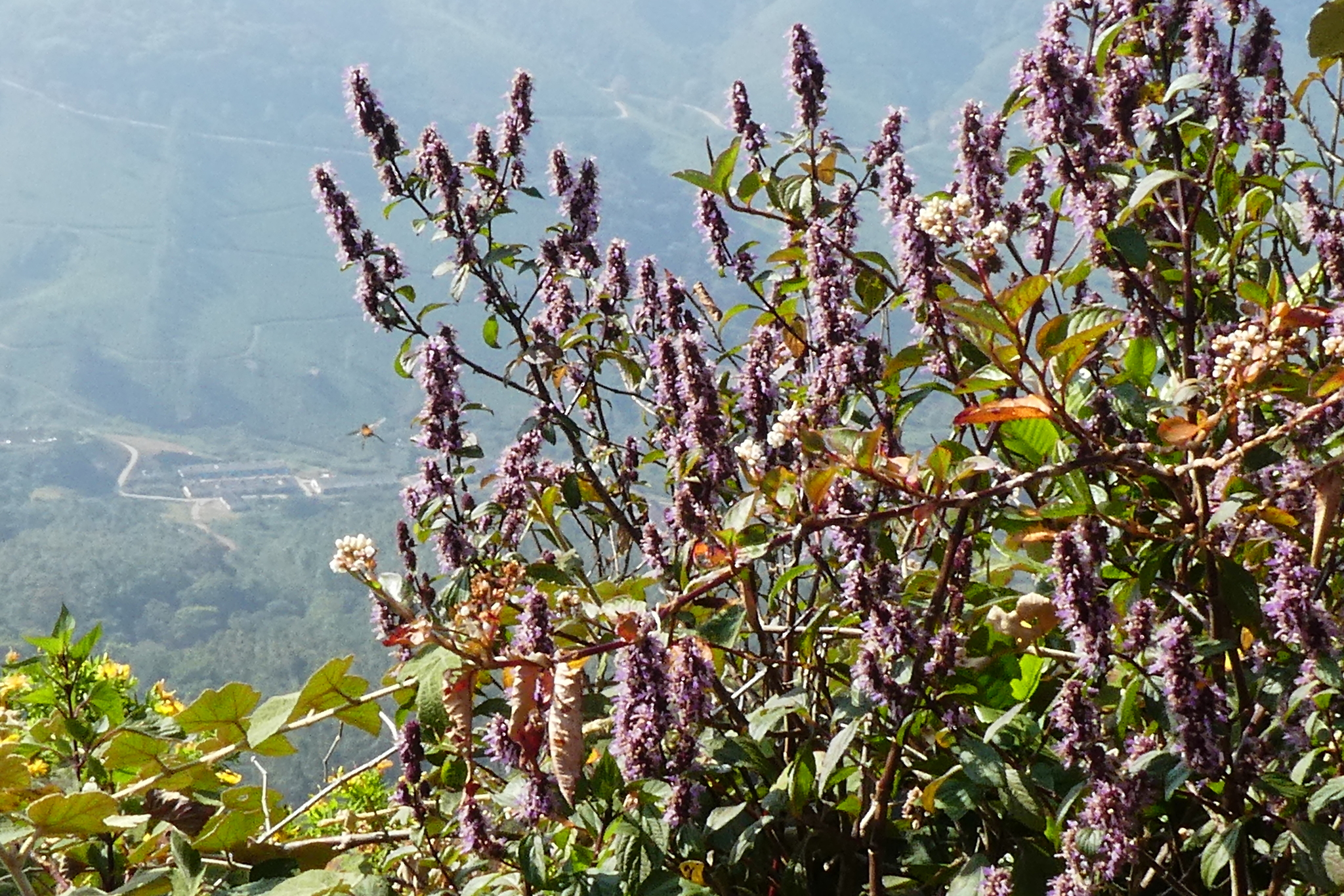 Agastache cana
