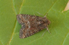 Oligia latruncula