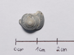 Calliostoma zizyphinum