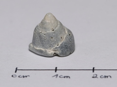 Calliostoma zizyphinum