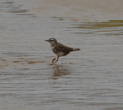 Anthus novaeseelandiae
