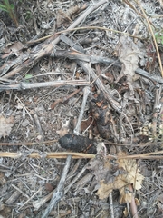 Lycalopex gymnocercus