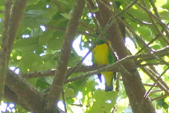 Chlorophonia occipitalis