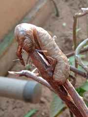 Laevicaulis haroldi