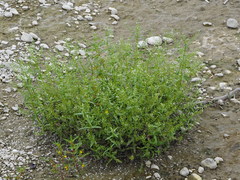 Veronica undulata