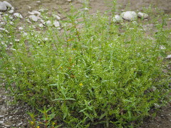 Veronica undulata