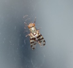 Otitini