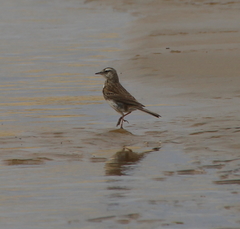Anthus novaeseelandiae