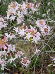 Rhododendron canescens image