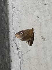 Perispasta caeculalis